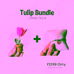 Tulip Bundle