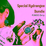 Special Hydrangea Bundle